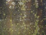 image of grave number 842382